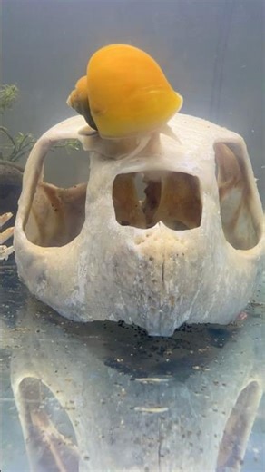 Satisfying Timelapse: Snail Polishing My Turtle Skull Decor