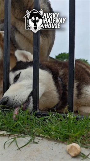 5.2K views · 331 reactions | Proof that the grass really is greener on the other side. This Halfway Husky said, “Forget the kibble, I’m a cow now.”  Why settle for a bowl when you can graze straight through the fence?  So tell us - are your dogs secretly cows too, or do they stick to dog food? And what’s the weirdest snack they’ve ever gone for? #huskyhalfwayhouse #halfwayhusky #huskyrescue #eatgrass | Husky Halfway House | Facebook