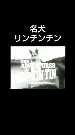『名犬リンチンチン』1956♪The Adventures of Rin Tin Tin