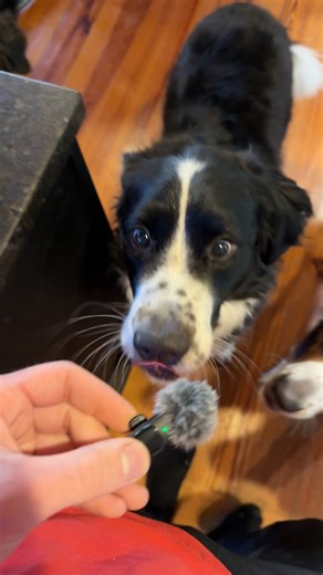 Cod skin crunch & taste test time! 🐟🐾 The pups were so excited by the smell they thought the microphone was the treat at first 🤣 Safe to say these @Open Farm Pet cod skins got a paws-up from the whole crew! 🐶💙 Hashtags: #DogTok #OpenFarmPet #CodSkinTreats #DogTreats #DogReview