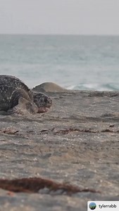 A beautiful video by @tylerrabb we couldn’t pass up reposting! Leatherback sea turtles is why TIRN was born. This iconic species is currently listed as ‘Endangered’ under the #endangeredspeciesact after experiencing 40% population declines over the last 3 generations. Leatherbacks are one of the highly migratory species using the Cocoa-Galapagos Swimway and thus vulnerable to commercial fishing operations. Visit our site to learn more on how you can take action with us! A note from the filmmaker