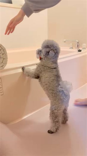 ピコッ！ピコッ！ピコッ！ピコッ！(お風呂のふた転がすふりすると、ワンワン言う代わりにおもちゃを鳴らしてくれる)※音出し推奨