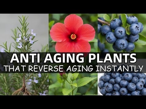 20 Anti Aging Plants That Reverse Aging Instantly