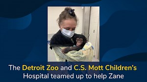 A partnership between the Detroit Zoo and Mott pediatric surgeons Marcus Jarboe, M.D., and Ron Hirschl, M.D., helps a premature chimpanzee rejoin his community. Read more here: https://michmed.org/e8WDm | C.S. Mott Children's Hospital