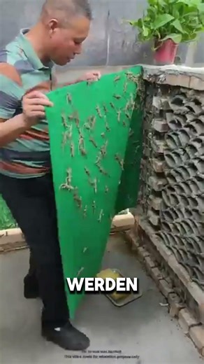 Warum China Eidechsen in Farmen hält #shorts