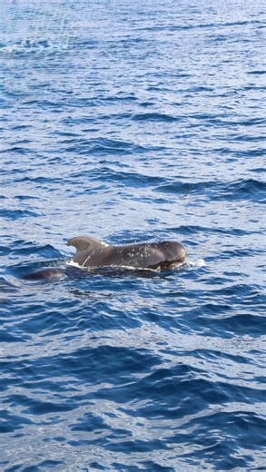 Step aboard our exclusive catamaran and discover a new standard of maritime luxury. With a maximum of just 17 guests, every journey is designed to offer an intimate and serene experience on the water. Whether you’re seeking peaceful moments under the sun, breathtaking coastal views, or personalized service that anticipates your every need, our crew is dedicated to making your time at sea truly unforgettable. Join us for a trip where privacy meets elegance — and where every detail is curated for 