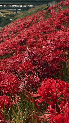 彼岸花の花言葉と美しさ：忘れられない思い出を彩る綺麗な花々
