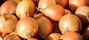 Planter, récolter et conserver les oignons | Truffaut