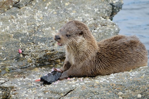 Watching otters in Scotland