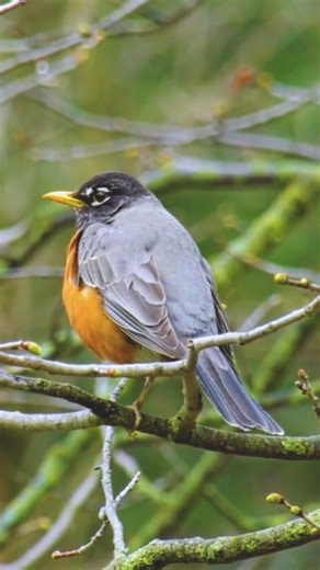 346 reactions · 20 shares | The American Robin (Turdus migratorius) —...