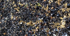 Crushing heat wave in Pacific Northwest and Canada cooked shellfish alive by the millions