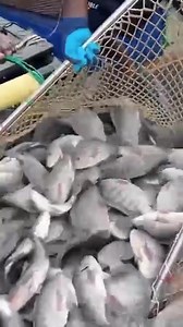 1K views | Cage culture, also known as net pen aquaculture, is a...