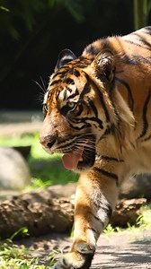 Step into Bali Zoo, where every moment brings you closer to the wild. Create lasting memories as you journey into the heart of the wilderness🌿🦁🐘 #BaliZoo #Bali #Zoo #LoveConserveShare #Wildlife | BALI ZOO