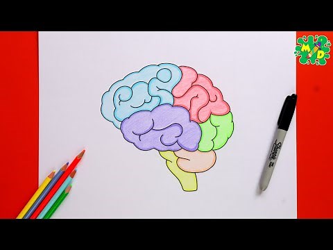 🧠 EASY Steps to Draw and Color the Human Brain Diagram! | Science & Anatomy Drawing Tutorial