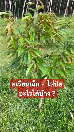 #ทุเรียนเล็ก - ใส่ปุ๋ยอะไรได้บ้าง ?