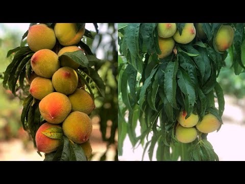 PEACH 🍑 Fresh Juicy Fruit • Peach 🍑 Orchards