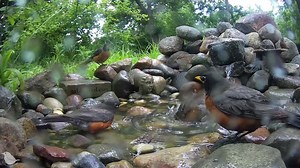 50K views · 371 reactions | American Robins apparently solve problems by bathing competitions and clicking with their beaks  Birdsy uses AI to record & ID wildlife for you when you can't watch. Get Birdsy at a discount on Kickstarter: bit.ly/Birdsy. Setup: Ostdrossel #birds #AmericanRobin #birdwatching #wildlife #birdphotography | Birdsy | Facebook