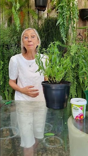 Learn how to replant the Angelonia plant | Flávia Kremer