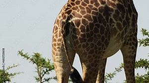 Close up shot of giraffe rear, beautiful, markings and pattern, tail waggling, African Wildlife in Maasai Mara National Reserve, Kenya, Africa Safari Animals in Masai Mara North Conservancy