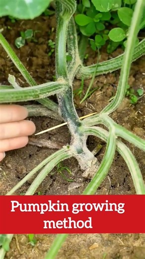 pumpkin growing method for high yield | #shorts #agriculture