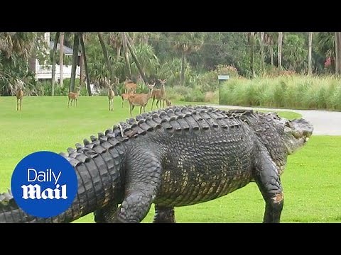 Huge alligator shocks herd of deer on golf course in South Carolina - Daily Mail