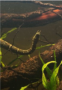 Tentacled Snakes Arrive at HerpTime! | Erpeton tentaculatum