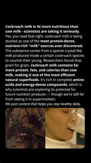 Cockroach milk contains up to 4 times more nutrients than cow's milk
