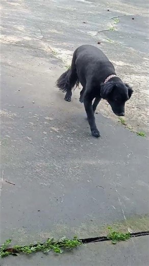 MY DOG CAN TALK SEE PROFF HERE #cooldog