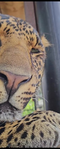 Close-Up of a Majestic Leopard in a Sanctuary
