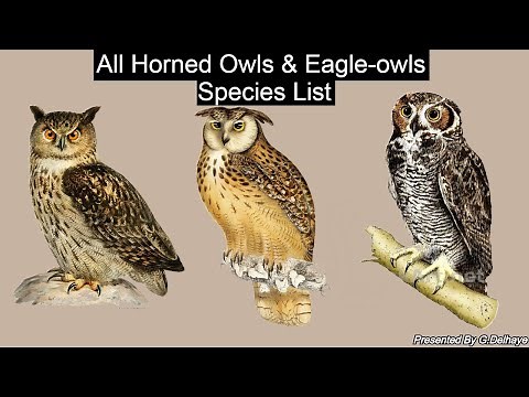 All Eagle-owl & Horned Owl Species (Genus Bubo) - All Owl Species Part.10 - Species List