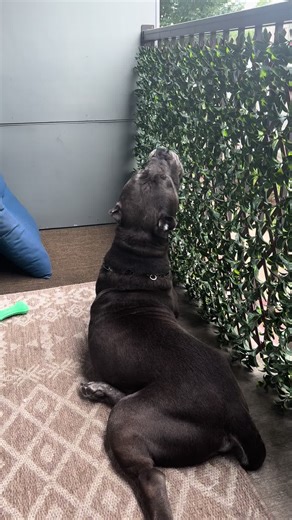 Howling 🐾 #canecorso #corso #doggie #doglife