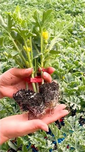 Best Grafted Seedless Watermelon Technique #farmingtech