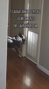 He's a burglar 🐾😂👀🥊 #agewithammo #puppy #dog #funnydog #viral #facebookreels #puppy #dog #funnydog #viral #dogs #lifewithammo #ammoslife #pet #pets #furbabies #adventureswithammo #ufcfightnight | Age_with_Ammo