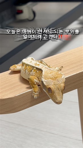 도마뱀 만져도 되는 부위 알아보기 #도마뱀 #크레스티드게코 #crestedgecko #reptiles #lizard #파충류