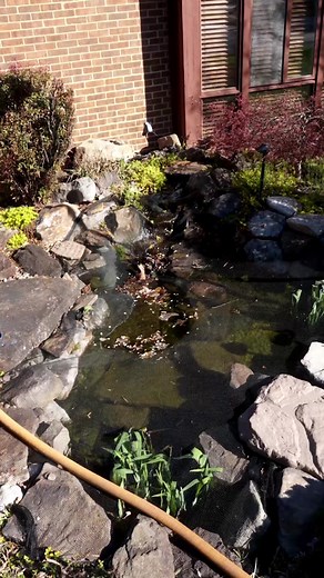 Koi Pond Cleaning Guide: Steps and Tips for a Fresh Start