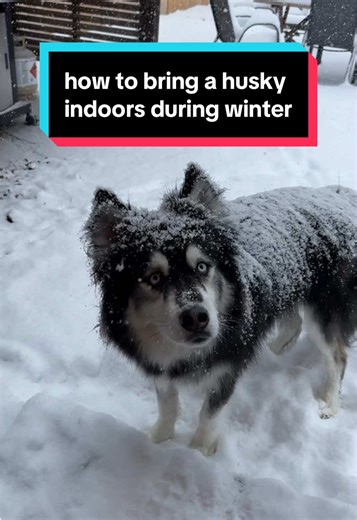 spoiler alert: you don’t. #husky #dogs #funnydogs | husky in the snow