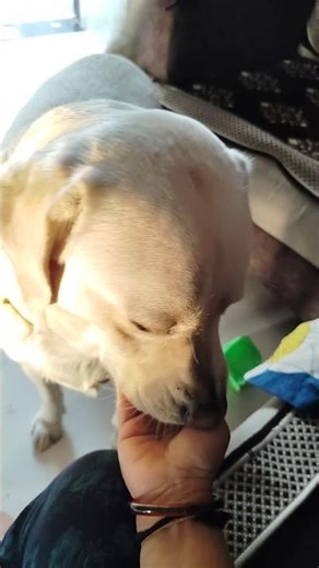 Tum mile #cute Lucky #Lucky moment 🐕#gujarati video 📷 viral short #mom love 💕 Lucky