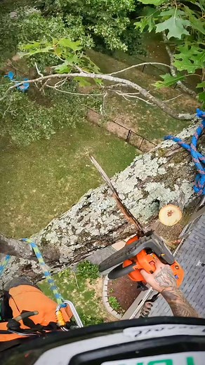 #treewarriors #climber #climblife #professional | SawMan