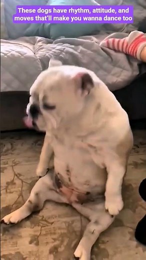 Dancing Dogs Compilation 🕺🐾 | Funniest Dog Moves Ever! #cute #pets #dancingdogs