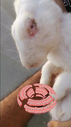 Rabbit snuffles or common upper Respiratory disease of bunnies |sign,Symptoms and Treatment #shorts