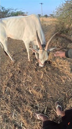 🌾Indian farmer 🐄 cow #viral #village #viralvideo #random #animals #gomata