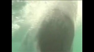 【恐怖】サメの攻撃
