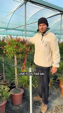 Why choose a half-standard Callistemon?