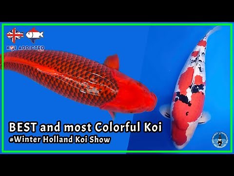 The BEST colorful KOI in Show! Award winning Koifish | Koi Addicted!