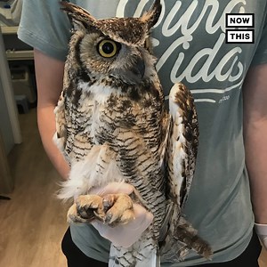 90K views · 309 reactions | This owl was rescued by firefighters after getting caught in a fishing line 黎 | NowThis | Facebook