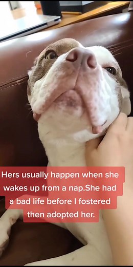 Understanding Idiopathic Head Tremors in Pitbulls