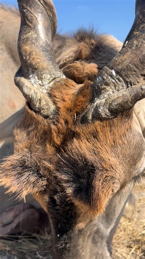 Bokamoso Safaris Botswana | There is just something special about a big old eland bull, especially if he made you track him for a whole day in the soft Kalahari sand.... | Instagram