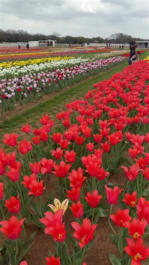 Visit Texas Tulips for a Colorful Experience