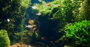 Betta Halfmoon - macho | Mi acuario