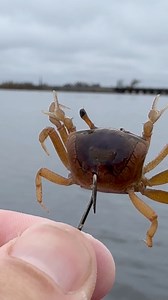 This is why you use tiny crabs as bait. | AnglerUp with Brant
